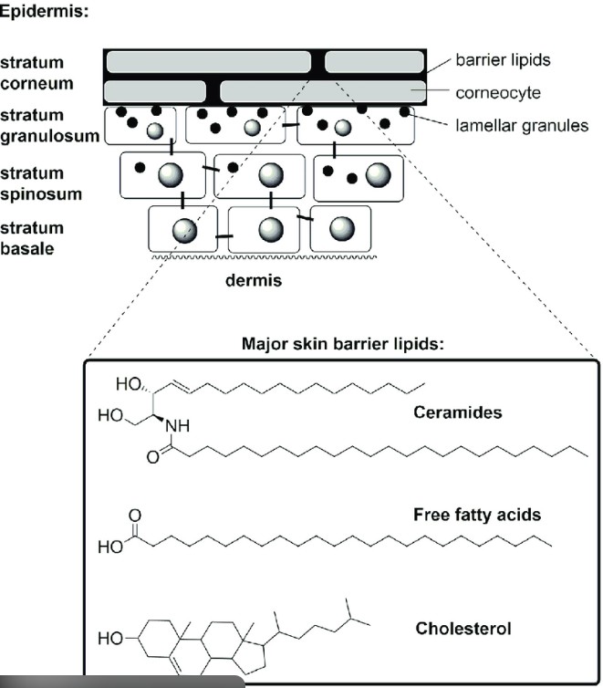 Diagramm, Handlung