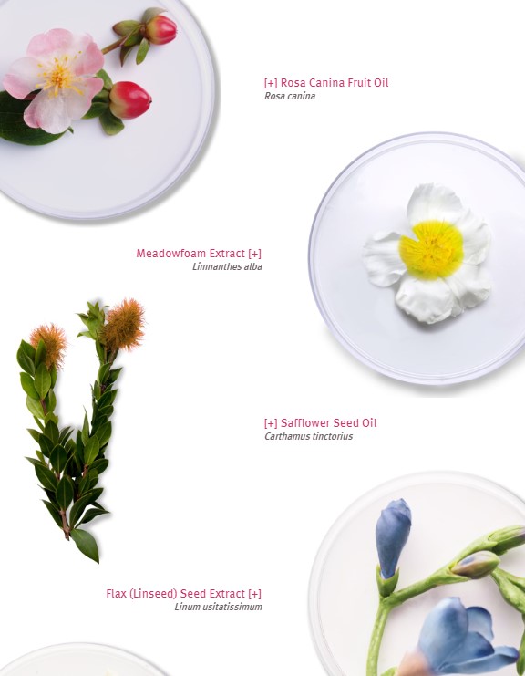 ingredientsRENEWALCREAM1