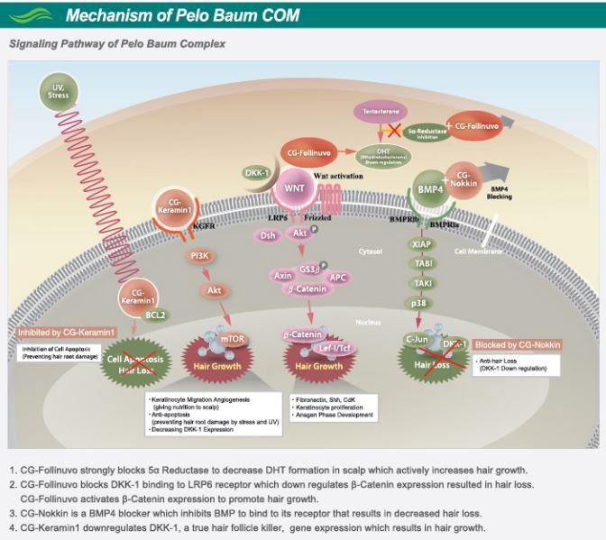 peptide-functions-receptors