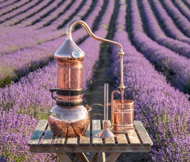 Blume, Pflanze, Lavendel